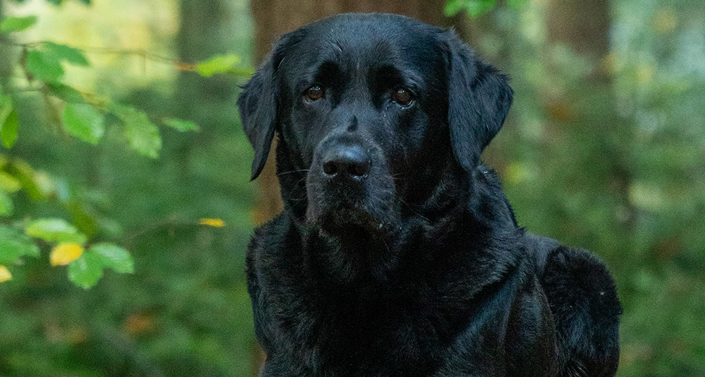 Therapiebegleithund Tony